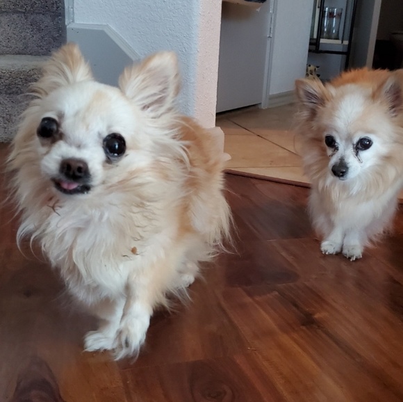 Meet your Posh Ambassador, Brandy - Picture 8 of 8